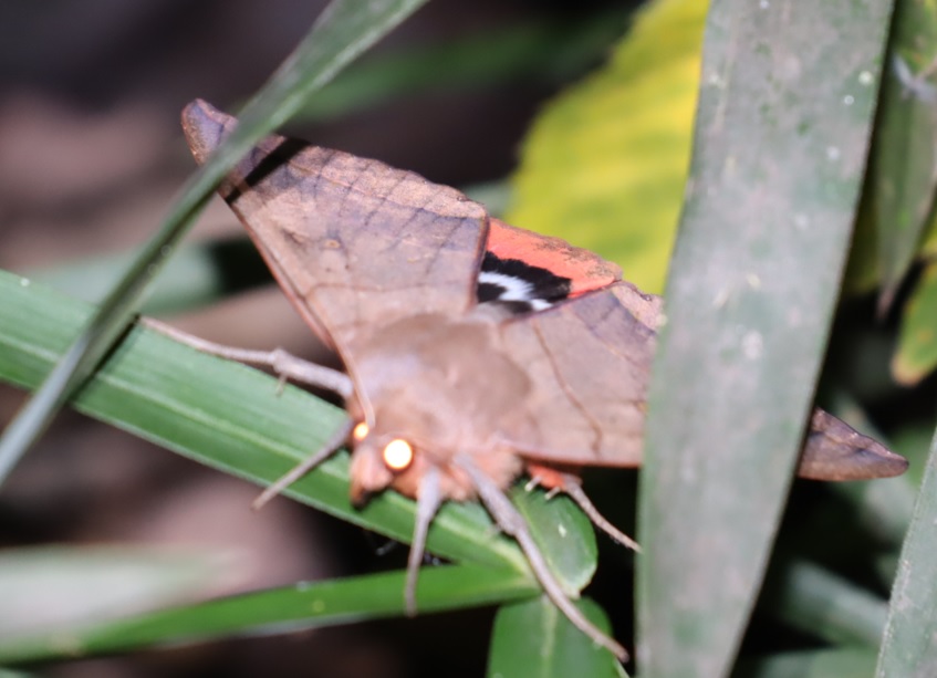 ムクゲコノハ_No.９のクヌギの傍_クワガタ達のオアシス_2023年10月10日18時45分 気温19.9度